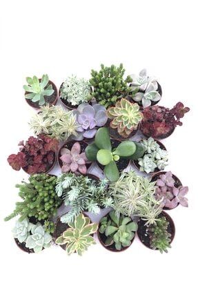 Farmlife Tohum 9 Adet 9 Cesit Sempervivum Sukulent Tohumu Trendyol
