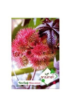 Hint Yağı Bitkisi Kene Çiçeği Tohumu-5 Adet ARZMN-D1