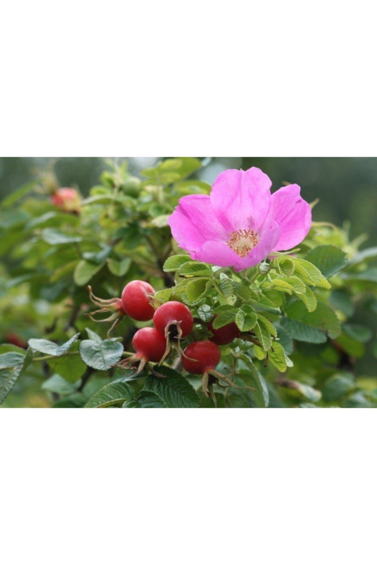 fidanistanbul rosa rugosa hollanda tipi kusburnu fidani 20 30 cm saksida fiyati yorumlari trendyol
