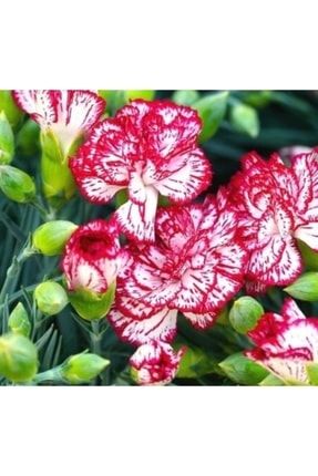 Karanfil Yediveren Çiçeği Tohumu HB-033