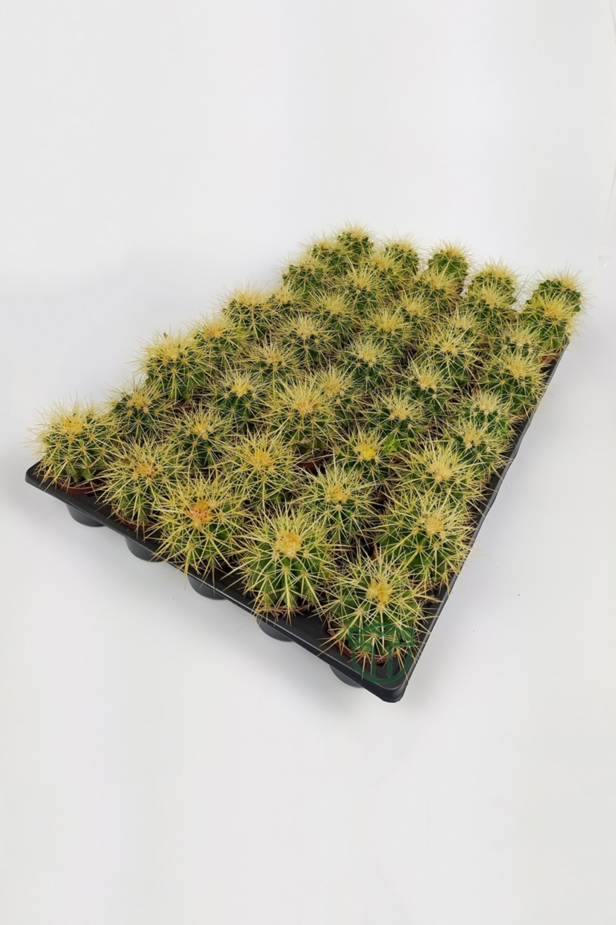 Echinocactus Grusonii Golden Barrel Cactus Wholesale 45 Pieces (1 Viol 5.5 Cm in Pot)