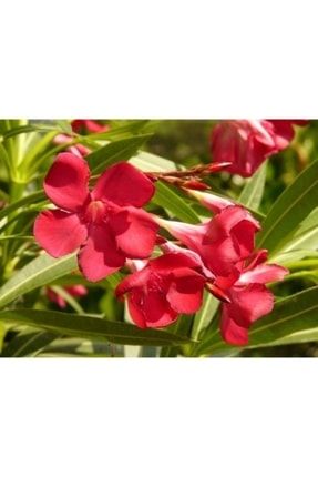 Ada Tarım Tüplü Kırmızı Zakkum Çiçegi Fidanı 2 Yaş (1metre) ADA1072
