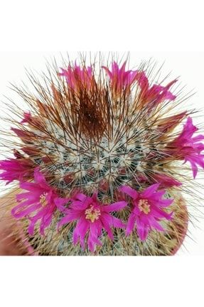 Mammillaria F. Rubrispina Cactus Bol Pembe Çiçek Açan Tür Kaktüs 10355011