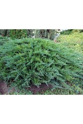 Sabin Ardıç Fidanı 50_60 Cm Juniperus Sabina ADA1002