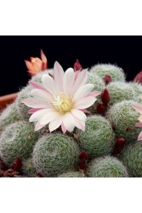 Rebutia Heliosa Sunrise Cactus Yavrulu Beyaz Çiçek Açan Kaktüs 277107980