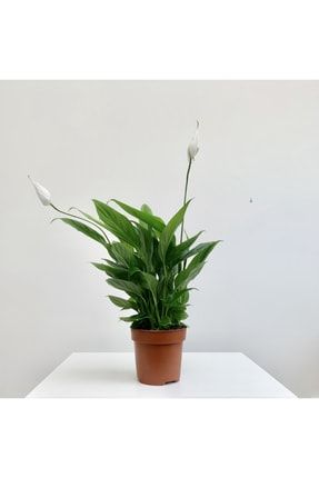 Spatifilyum Barış Çiçeği -spathiphyllum Bellini- LOTUSBİTKİ8