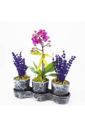 Tek Dal Mini Mor Orkide & 2 Mis Kokulu Lavanta & Siyah Nisam Seramik Saksıda Hediyelik Canlı Çiçek 260523634