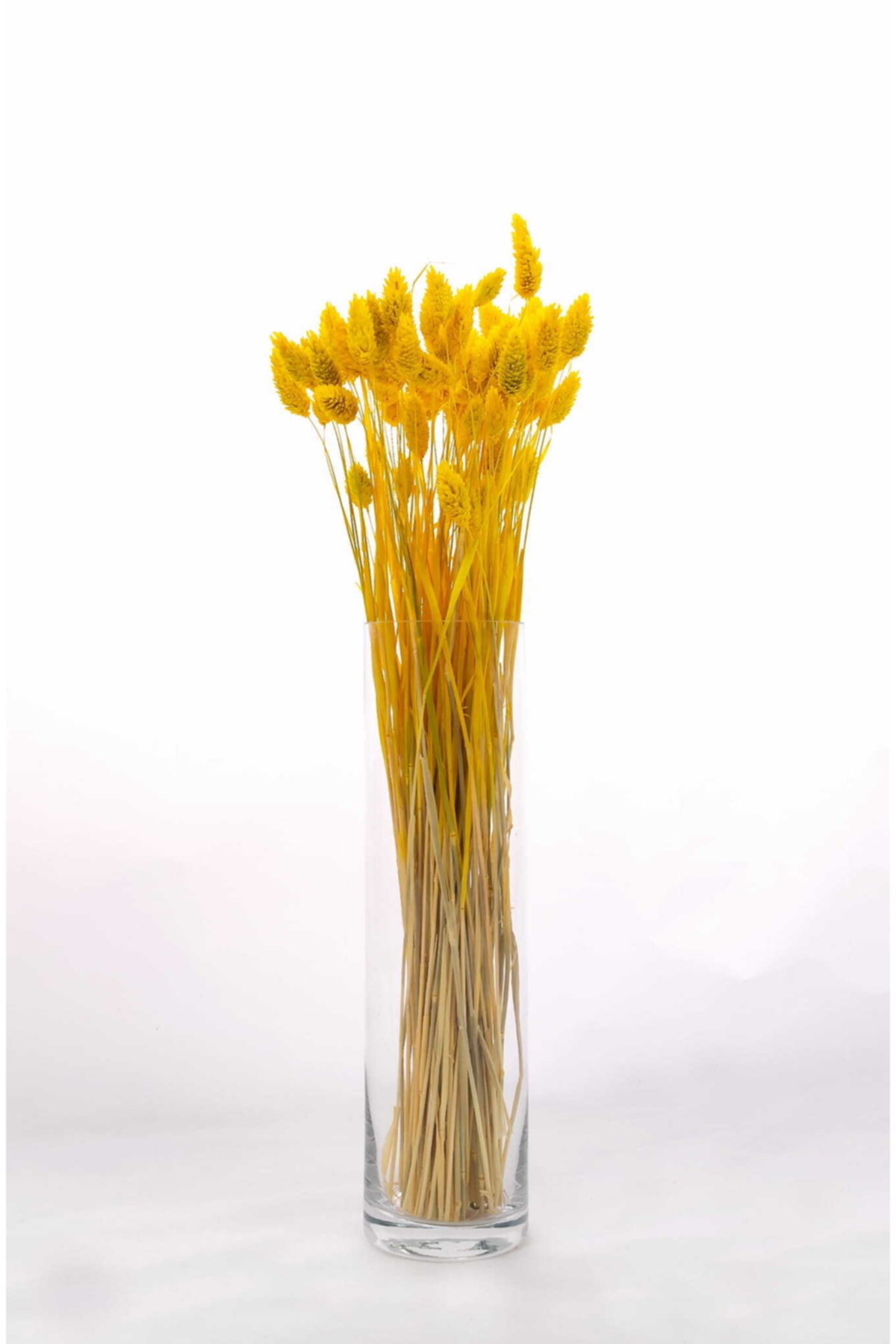 Yellow Birdweed (PHALARIS) Dried Flower, Average 55 Stems, 40-45 cm Length