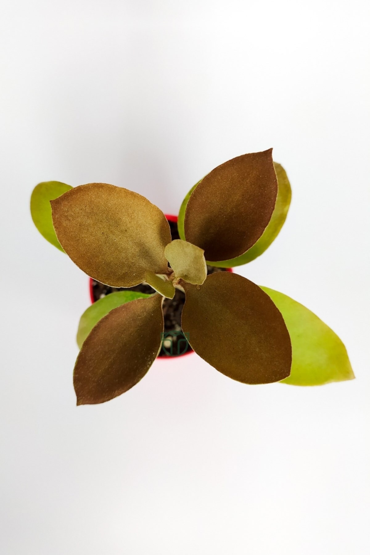 Kalanchoe Orgyalis Gold Kalanşo Çiçeği Copper Golden Spoons 8.5 cm Kırmızı Saksıda 3