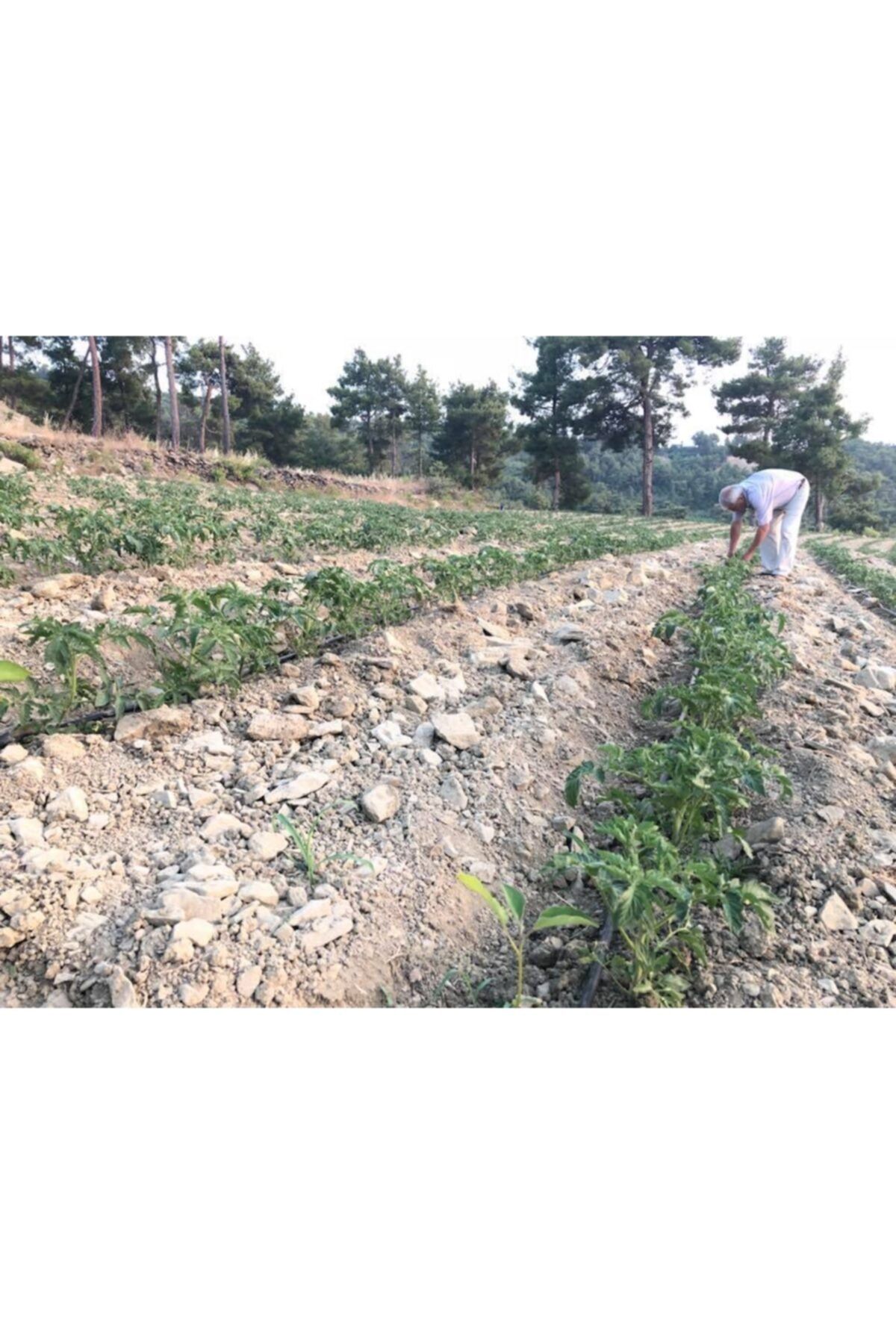 Biolojik Ve Doğal Olarak Üretilen Çevre Dostu toprak Nemlendirici Organik Solucan Gübresi 5kg