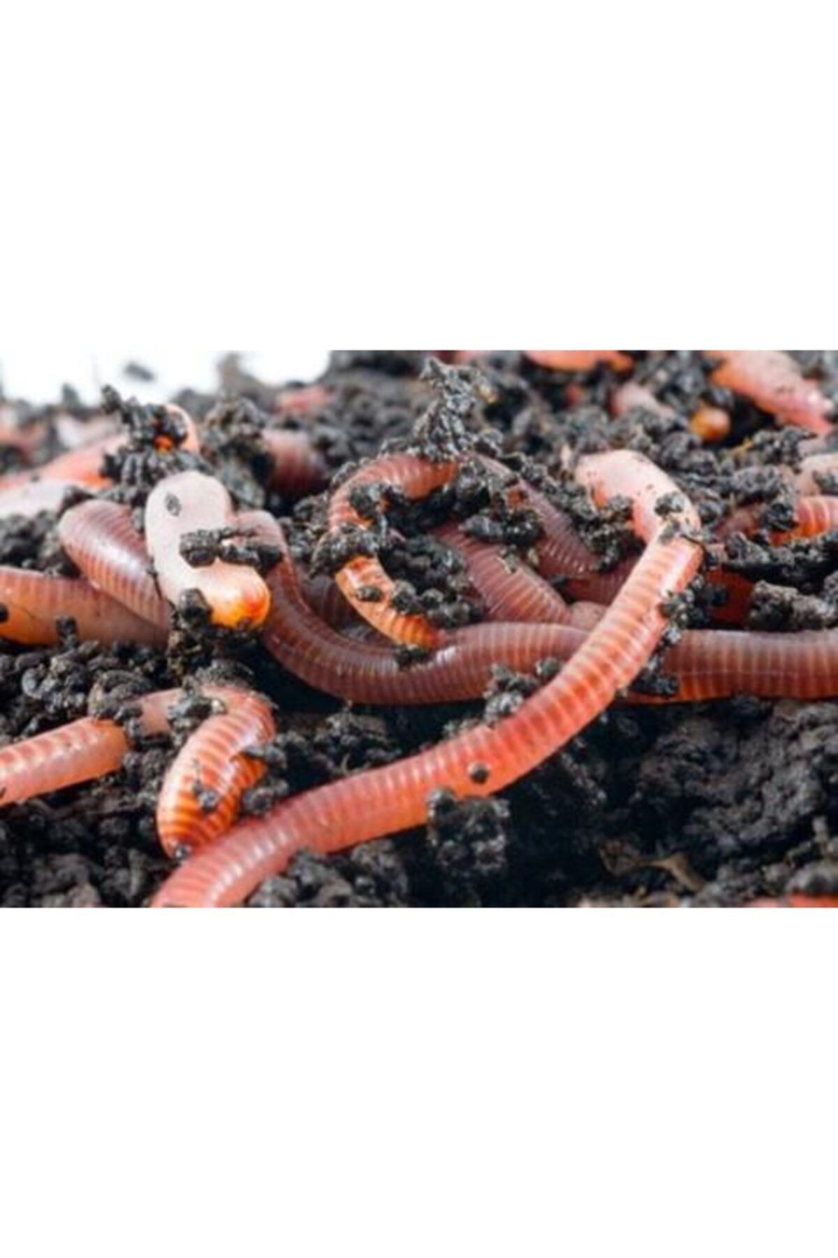 Biolojik Ve Doğal Olarak Üretilen Çevre Dostu toprak Nemlendirici Organik Solucan Gübresi 5kg