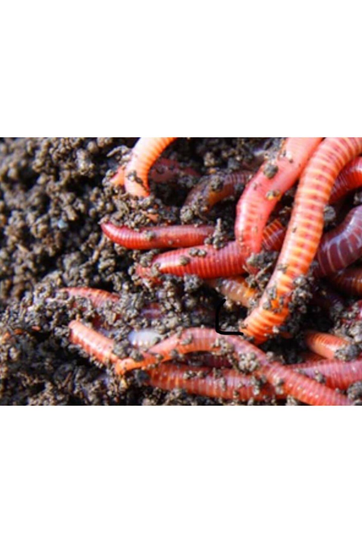 Biolojik Ve Doğal Olarak Üretilen Çevre Dostu toprak Nemlendirici Organik Solucan Gübresi 5kg