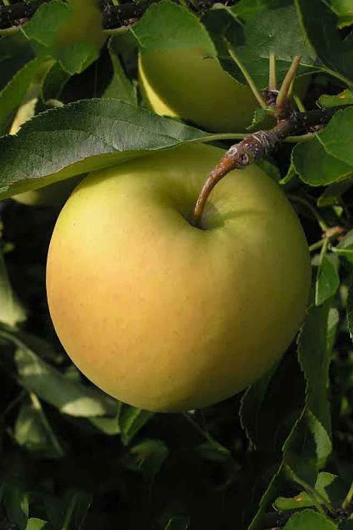Golden Reinders Elma Fidanı100- 120 cm Açık Köklü