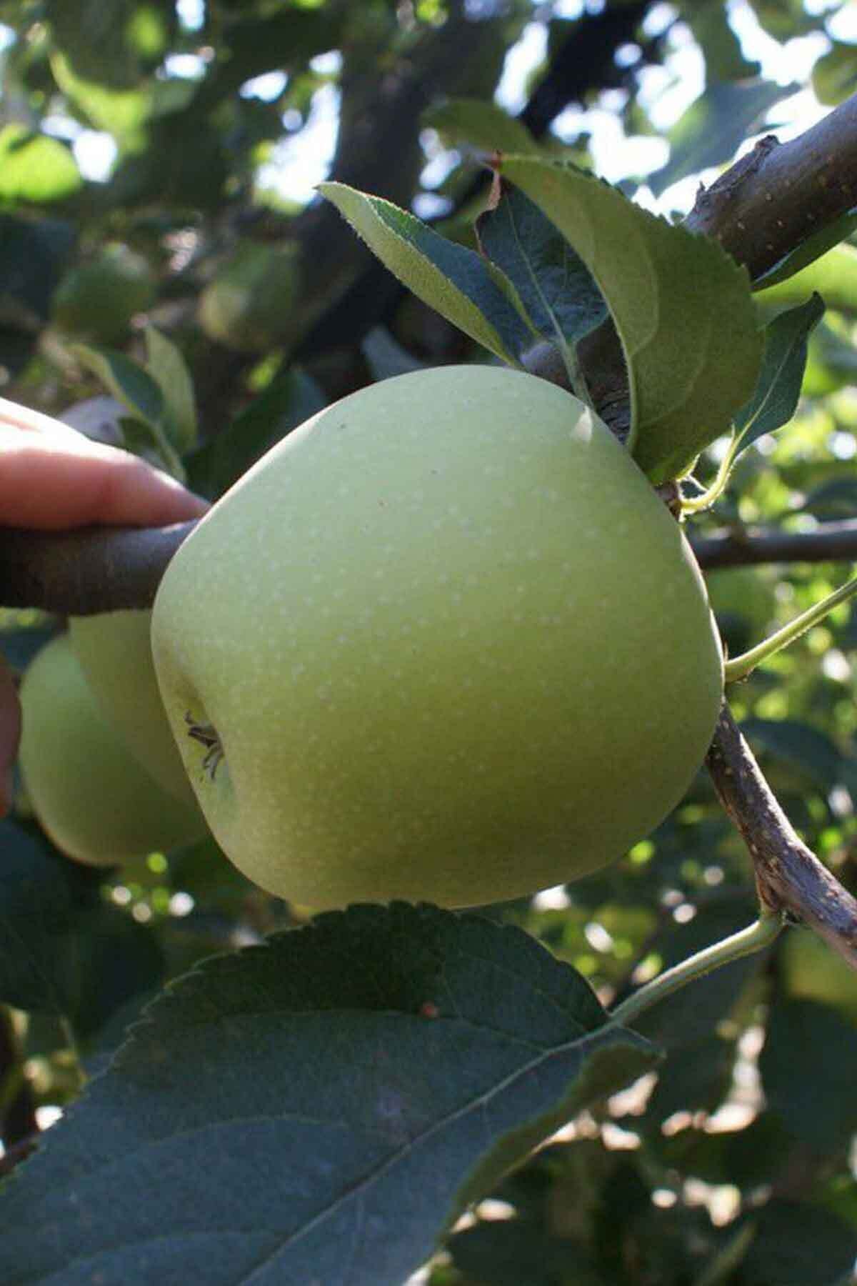 Golden Reinders Elma Fidanı100- 120 cm Açık Köklü 2