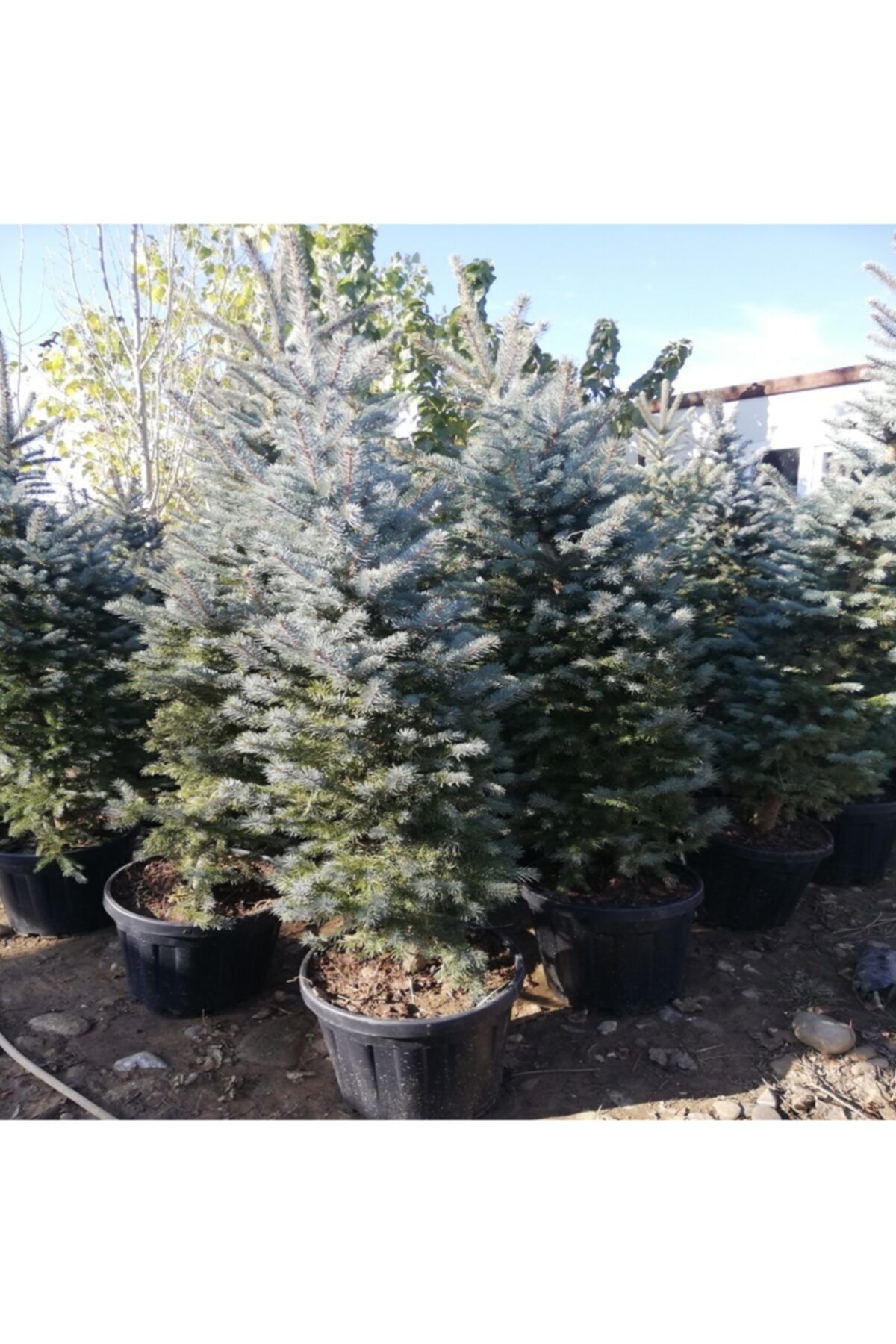 Alibotanik Yilbasi Cami Mavi Ladin Fidani Picea 120 150 Cm Fiyati Yorumlari Trendyol