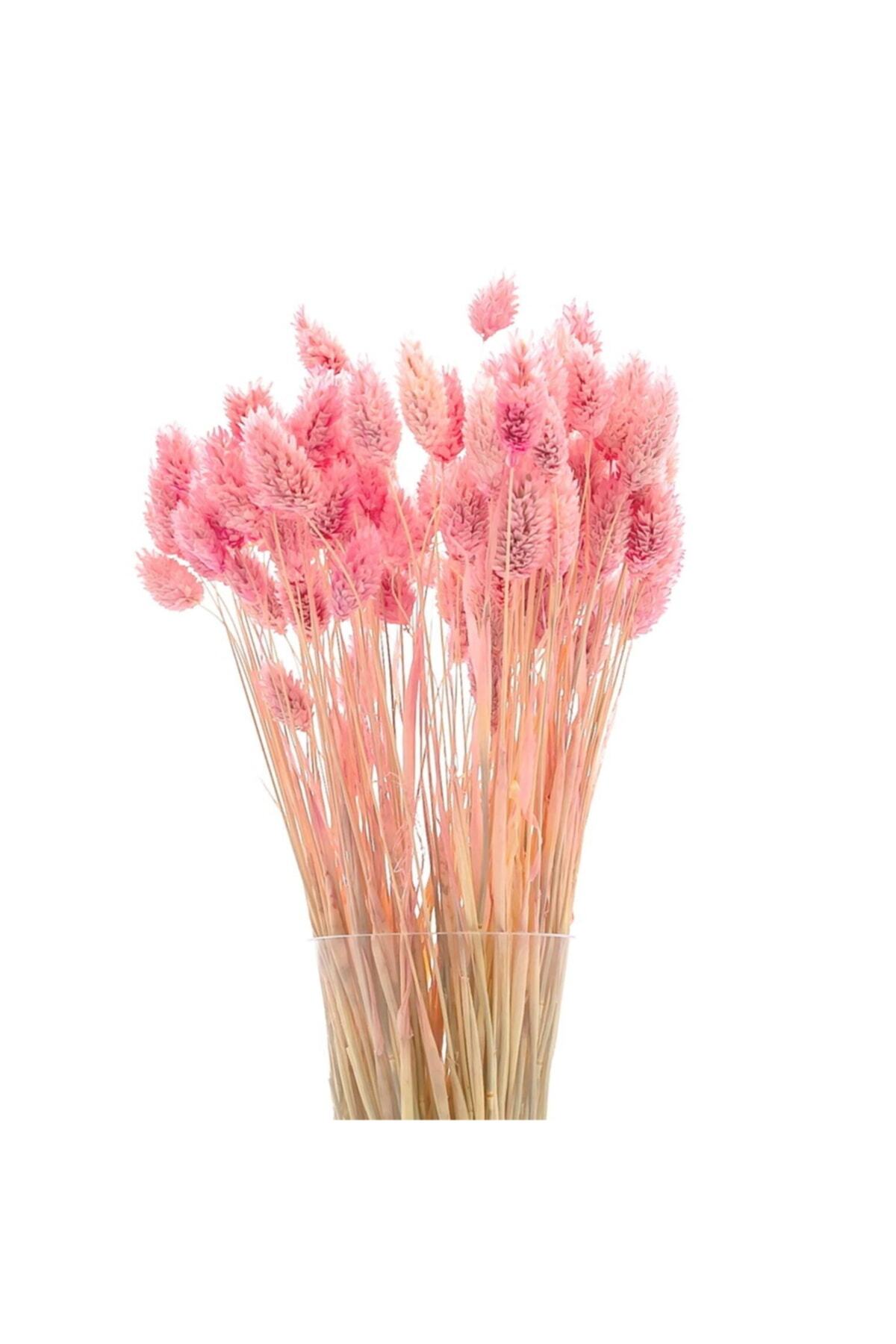 Pink Chickweed (PHALARIS) Dried Flower, Average 55 Stems, 40-45 Cm Length
