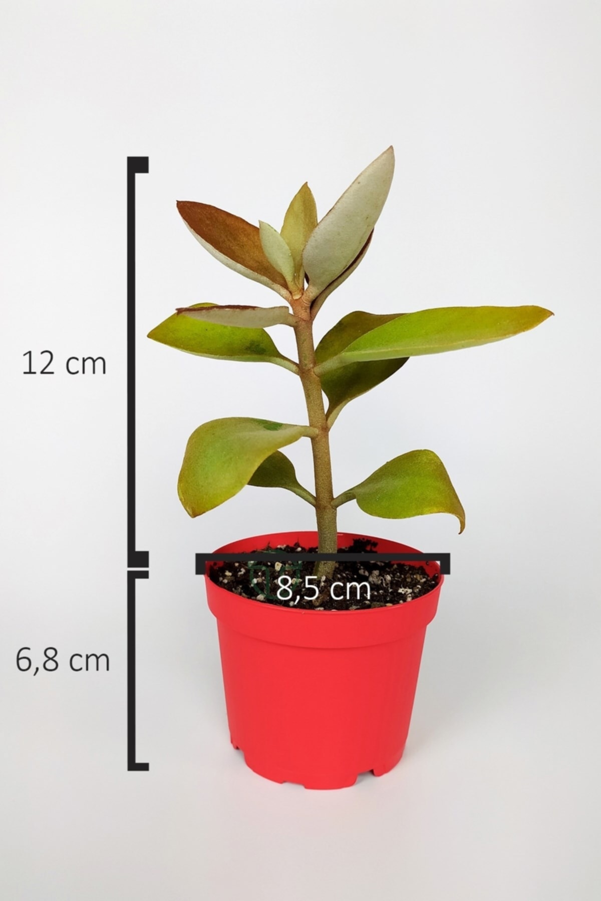 Kalanchoe Orgyalis Gold Kalanşo Çiçeği Copper Golden Spoons 8.5 cm Kırmızı Saksıda 5
