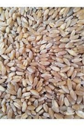 Kozaklı Tarım Doğal Yemlik Buğday 20 Kğ Tavuk,guvercin,hihdi Kanatlı Yemi KZL