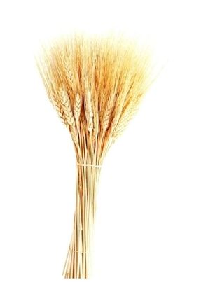 40 cm 1 Demet Natural Organizasyon Kuru Çiçek Doğal Başak Buğday Başağı YHD-DEKORASYON--X552