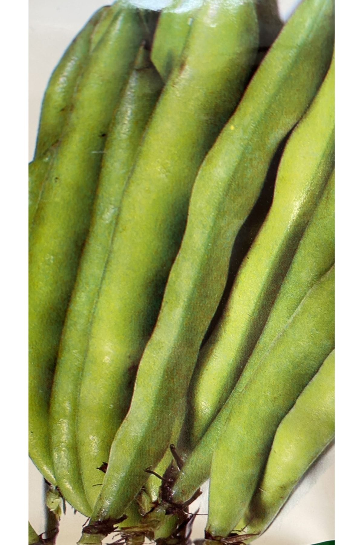 Bakla Tohumu