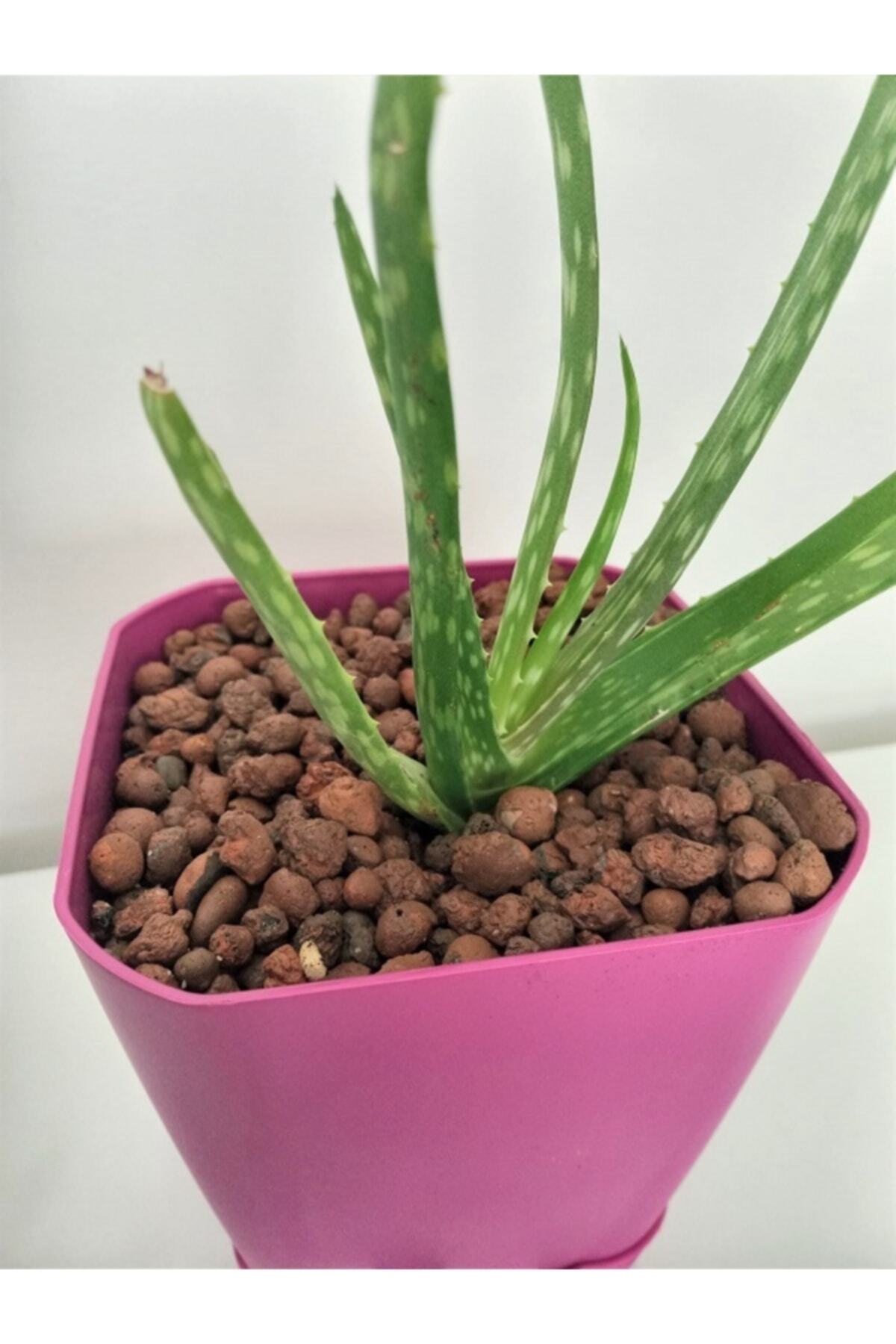 Kil Bilyesi 2 Lt 3-8 Mm Hidroponik Kil Bilyesi Lecat Orkide Kil Bilyesi Bitki Yetiştirme Ortamı 3