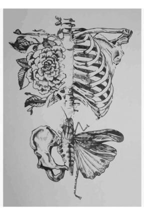 Yumuşak Anatomi Tablo Ahşap Poster Dekoratif f8f8f8(2958)Hayvanlar
