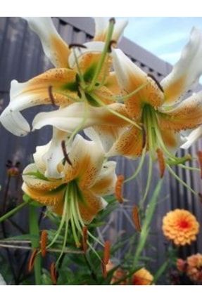 2 Adet Martagon Zambak Çiçek Soğanı-lilyum-Sarı Beyazlı 987964633