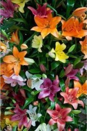 5 Adet Martagon Zambak Çiçek Soğanı-lilyum-karışık 987964636