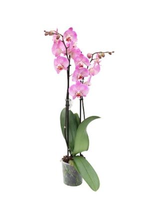 Phalaenopsis Orkide 60-80 cm Çift Dallı Ithal Soft Pembe Benekli TYC00397017973