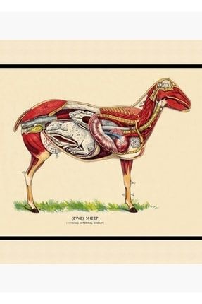 Vintage Veteriner Okulu Koyun Anatomi Tablosu Tablo Ahşap Poster Dekoratif f8f8f8(2899)Hayvanlar