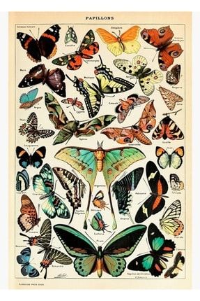 Papillon I Vintage Fransız Kelebek Tabloları, Adolphe Millot Tablo Ahşap Poster Dekoratif f8f8f8(371)Hayvanlar