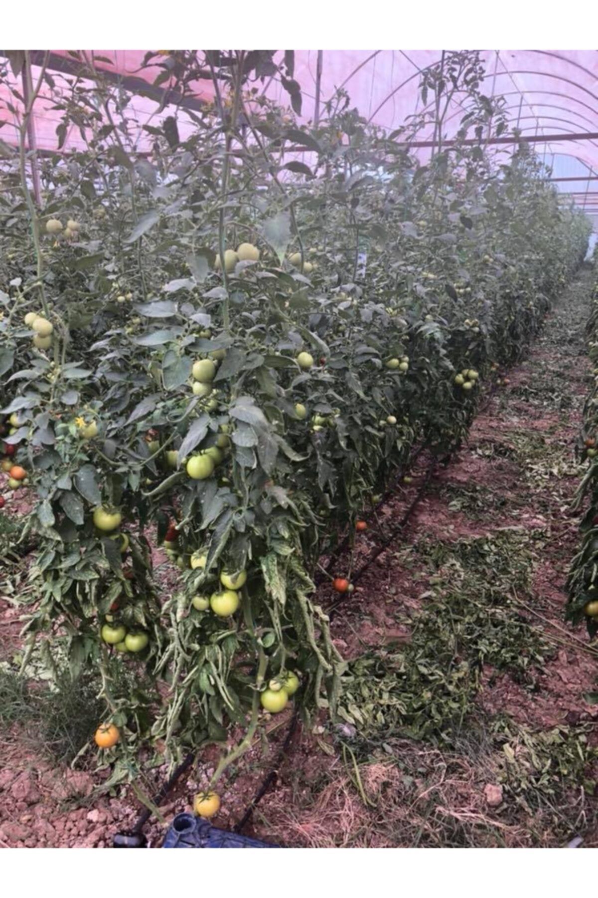 Biolojik Ve Doğal Olarak Üretilen Çevre Dostu toprak Nemlendirici Organik Solucan Gübresi 5kg