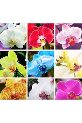 9 Çeşit Karışık Renk Orkide Tohumu 25+ Tohum orkidemix2323