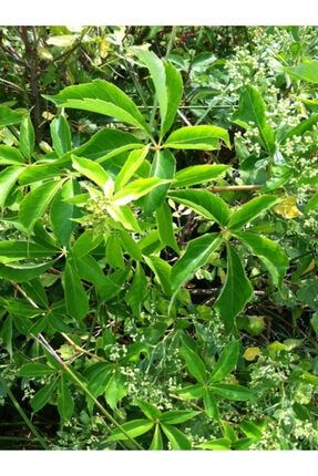 Amerikan Sarmaşığı (parthenocissus Quinquefolia) T70