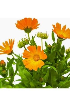 Portakal Nergisi - Aynı Safa - Şamdan Çiçeği Tohumu-15 Adet (orjinal Paket) IKLIM-V7-1-2
