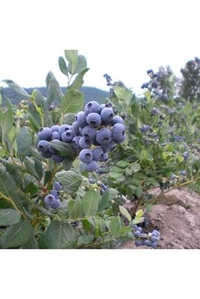 Gojiberry Turkiye Yaban Mersini Fidanı Mavi Yemiş Blueberry 2 Yaş 30-40 Cm YBM1