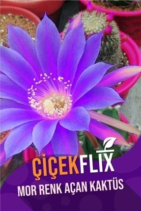 Echinopsis Subdenudata Mor Renk Açan Sukulent Kaktüs/şuan Çiçeksizdir Evhercicrkflix