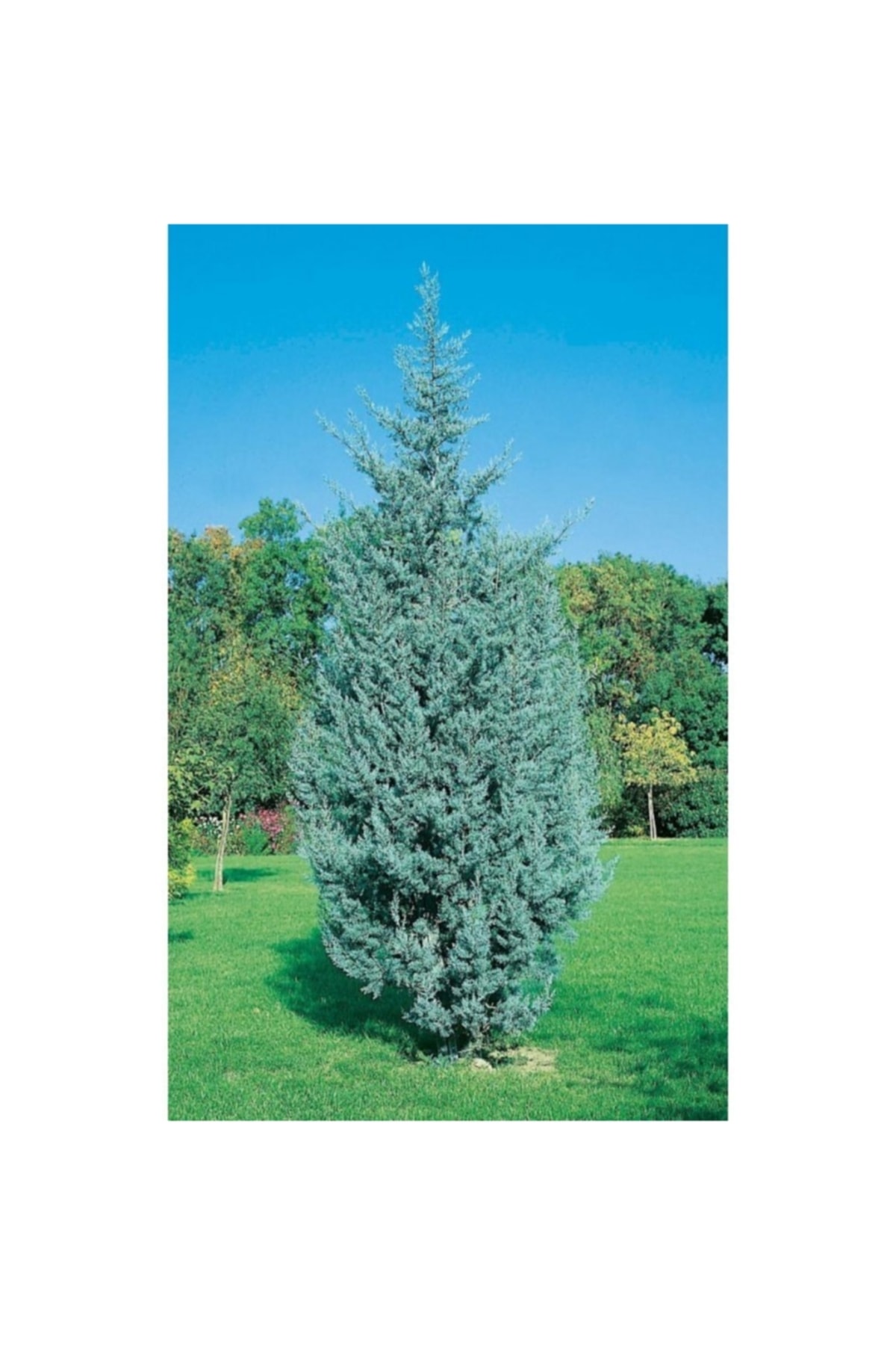 Mavi Servi Boy 50-70 Cm Tüplü 4