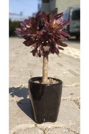 Aeonium Arboreum Bonsai Blackrose Mini Seramik Saksıda 886554677ujbb