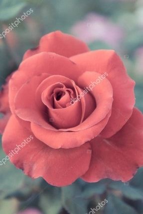 Orange Rose Gül Fidani 30-40cm Açik Kök 1 Adet Çiçrkflix7484748