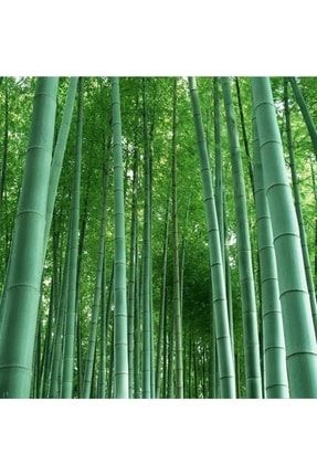 Moso Bambu Tohumu (10 Tohum) (phyllostachys Pubescens) bambu1m