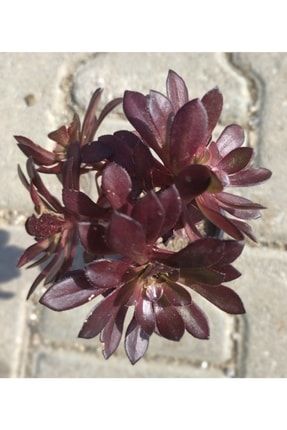 Aeonium Arboreum Bonsai Blackrose 875hjjgjj