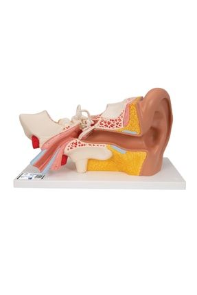 Kulak Modeli - Kulak Maketi, 3 Kat Büyütülmüş, 4 Parçalı E10