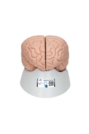 Beyin Modeli - Beyin Maketi 8 Parçalı C17