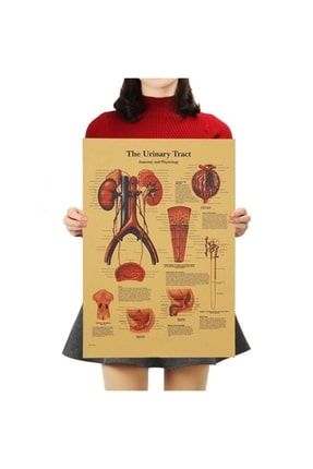 Idrar Yolu Anatomisi Kraft Poster 33x48cm CaphUrinerTrack