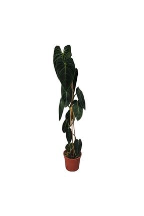 Philodendron Melanochrysum PHIME9