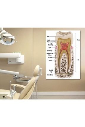 Srdt12- Diş Yapısı Diş Doktoru, Diş Hekimi, Diş Kliniği, Diş Hastanesi, Dişçi Kanvas Tablo srdt12