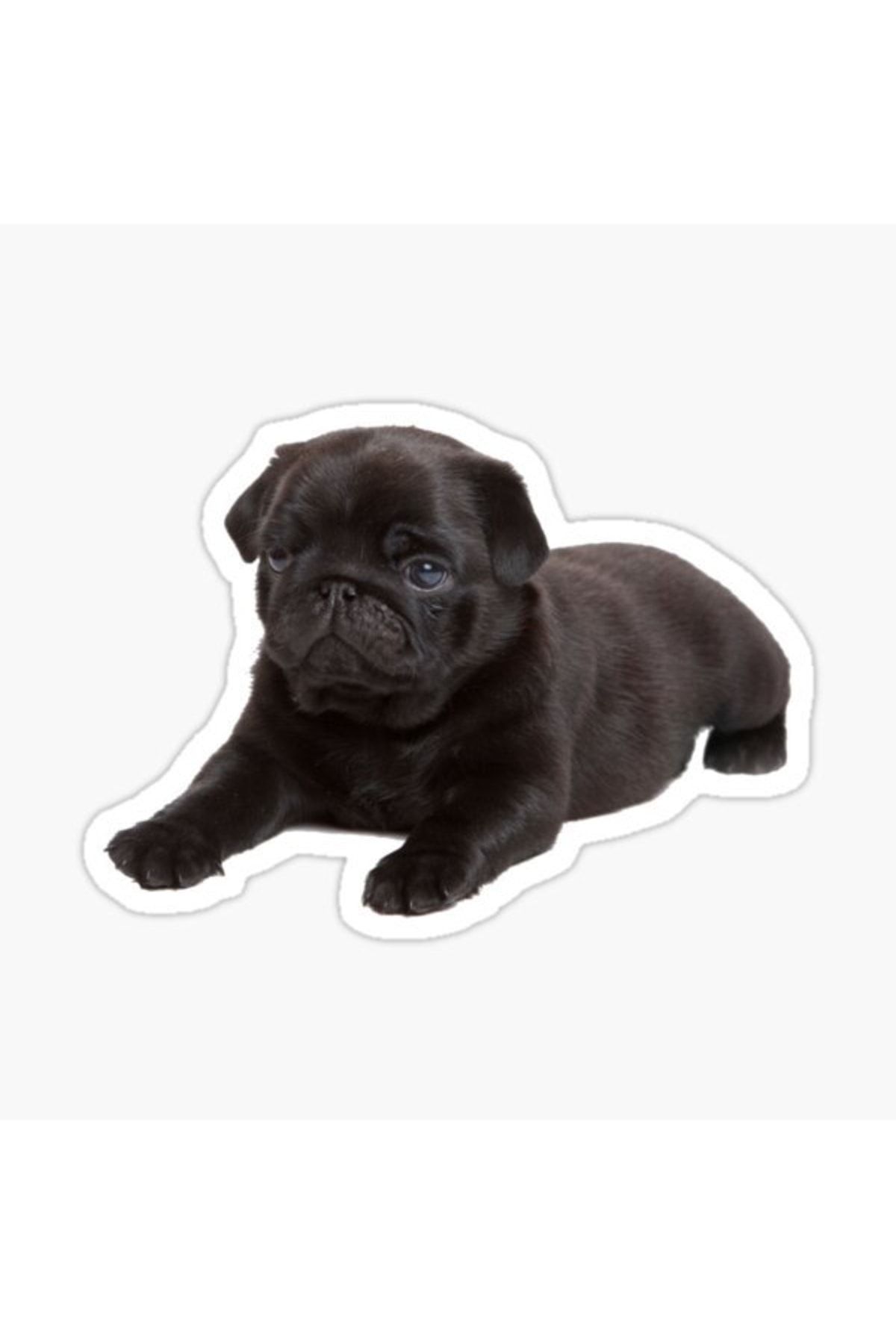 TSC-Autocolant pentru câini rase Pug Auto Auto Paste 17cm Z6 1