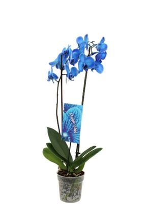 Phalaenopsis Magic Blue Orkide 60-80 cm Mavi Renkli Çift Dallı Ithal Ofis Ev Dekoru Hediyesi TYC00407998123