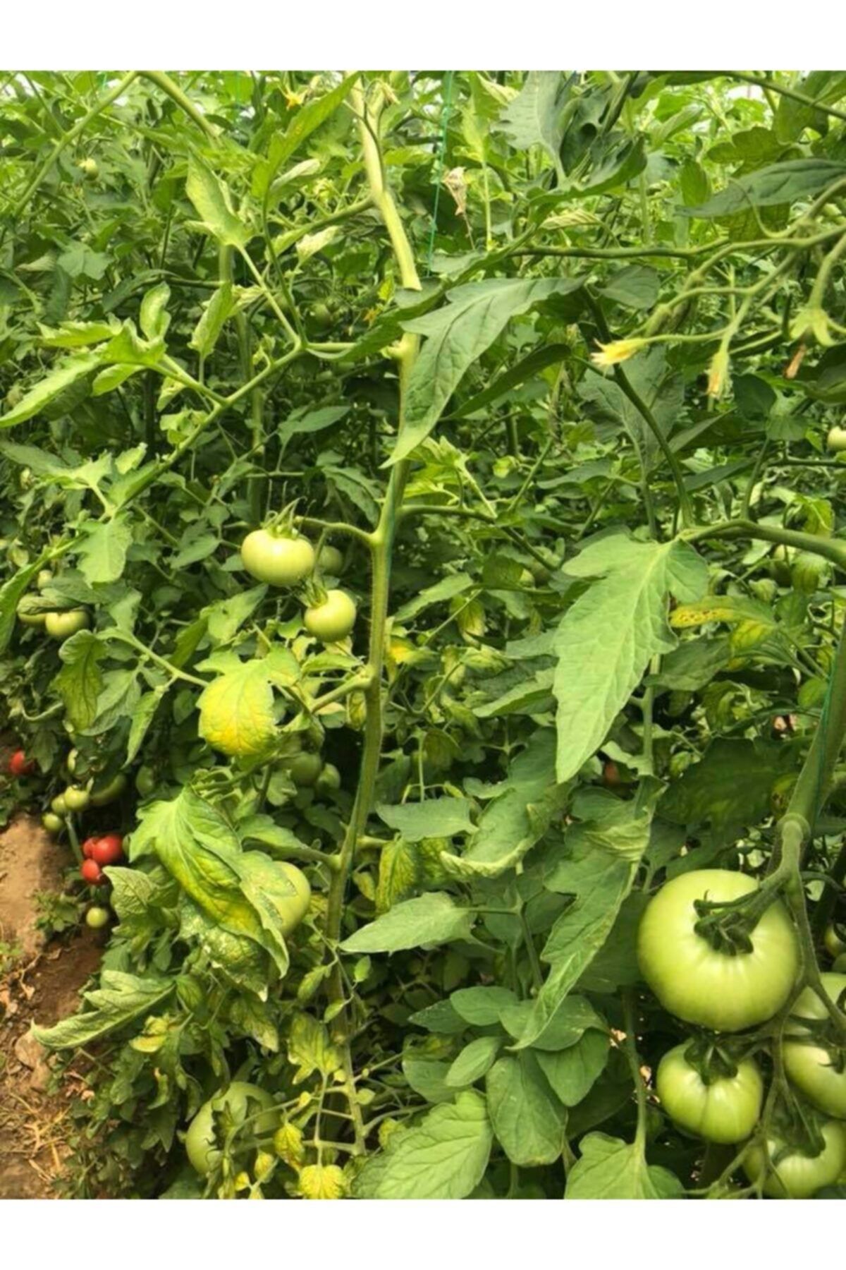 Biolojik Ve Doğal Olarak Üretilen Çevre Dostu toprak Nemlendirici Organik Solucan Gübresi 5kg